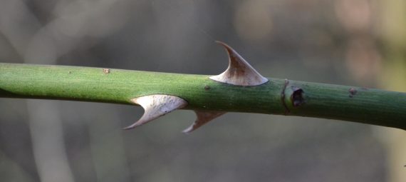 Thorns on a rose