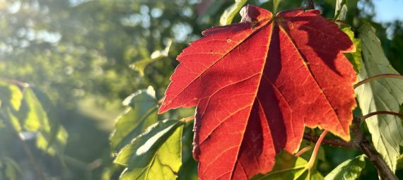 A single red leaf on a sunset maple tree