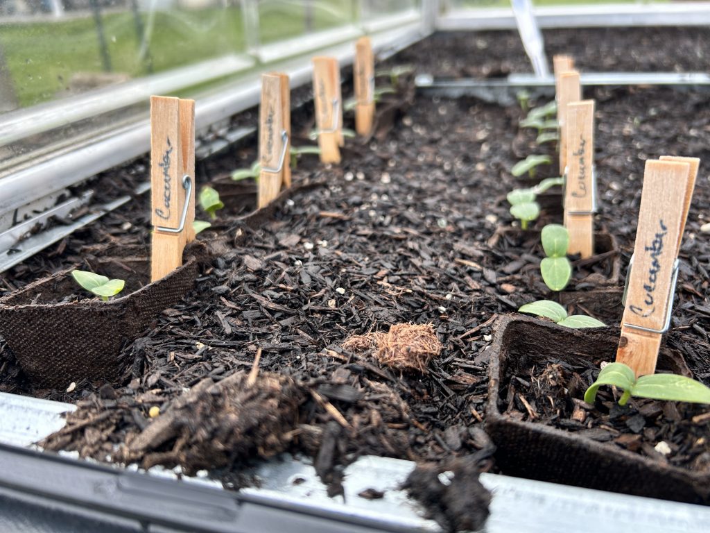 Cucumber seedlings growing in our accessible greenhouse